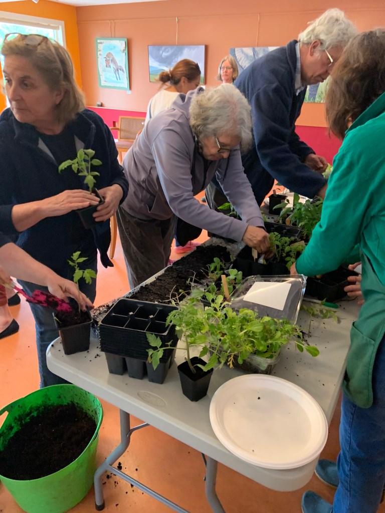 How to Grow a Vegetable Garden at the Dub Hub
